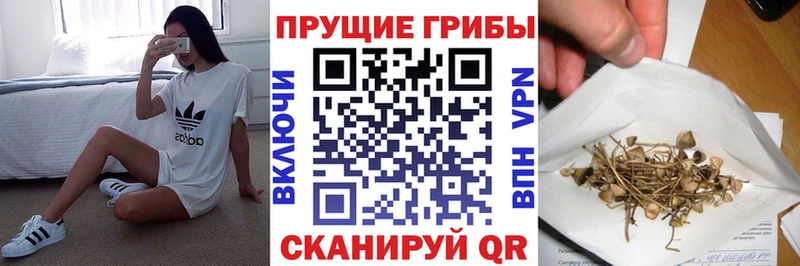 Псилоцибиновые грибы Psilocybe  Купить где  Армянск 